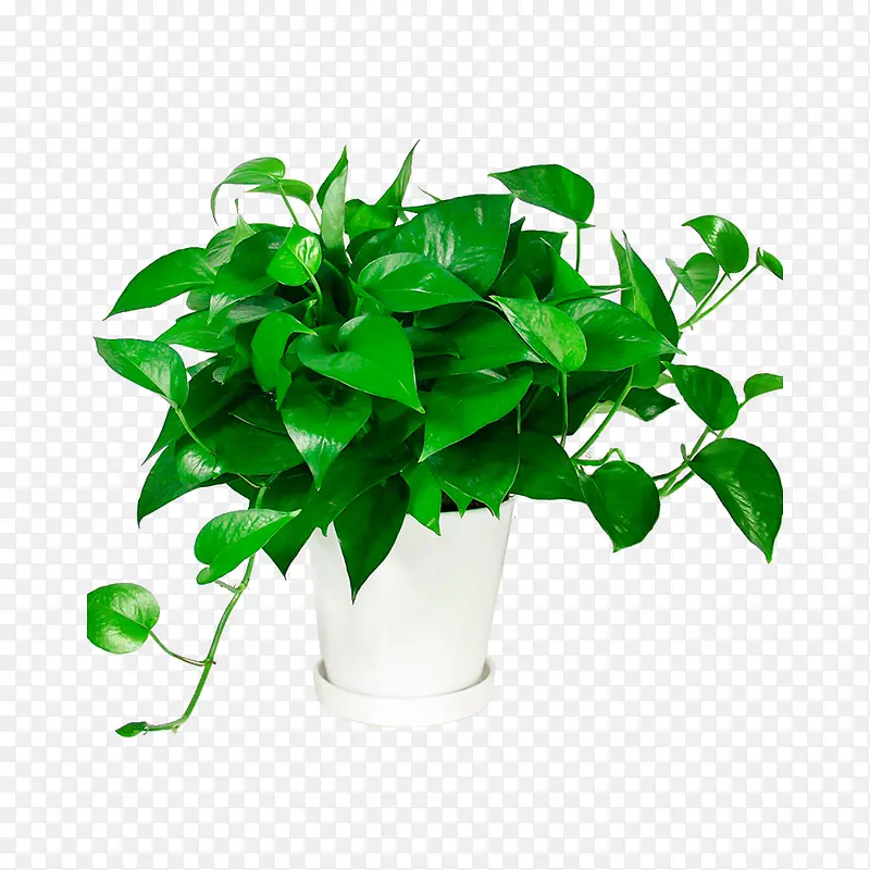 植物元素绿萝