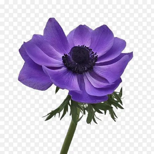 紫色妖艳的花朵