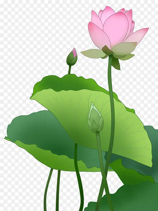 手绘植物荷花 png.