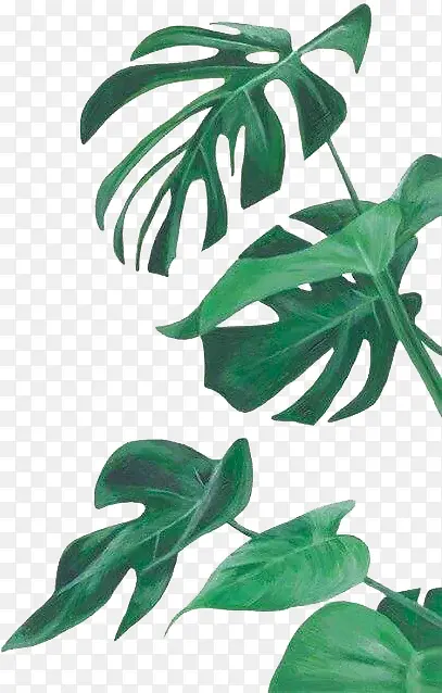 INS风绿色植物