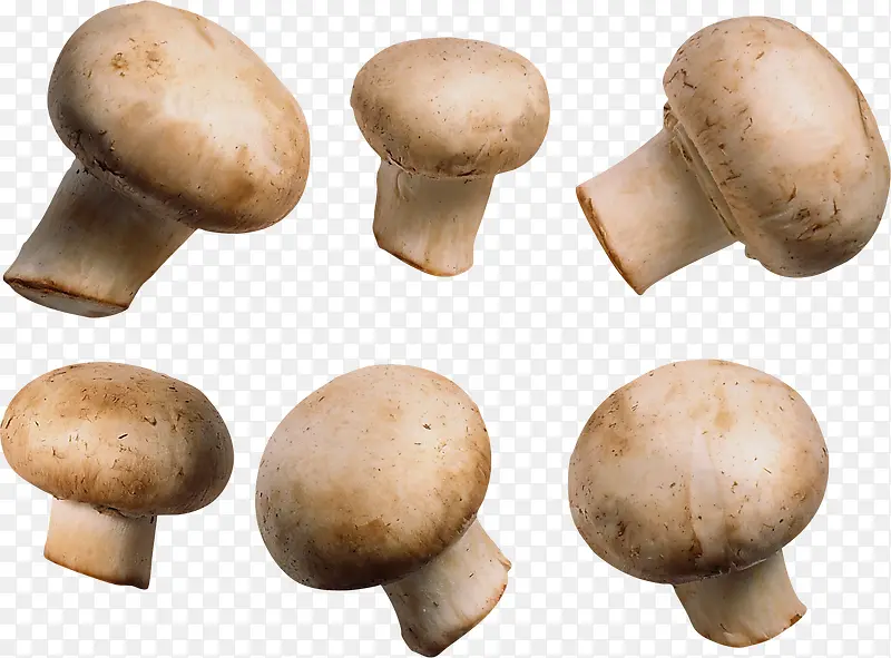 植物菌类蘑菇4
