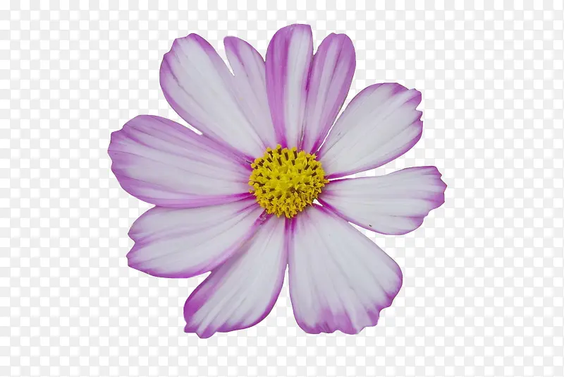 淡紫色一朵小野花