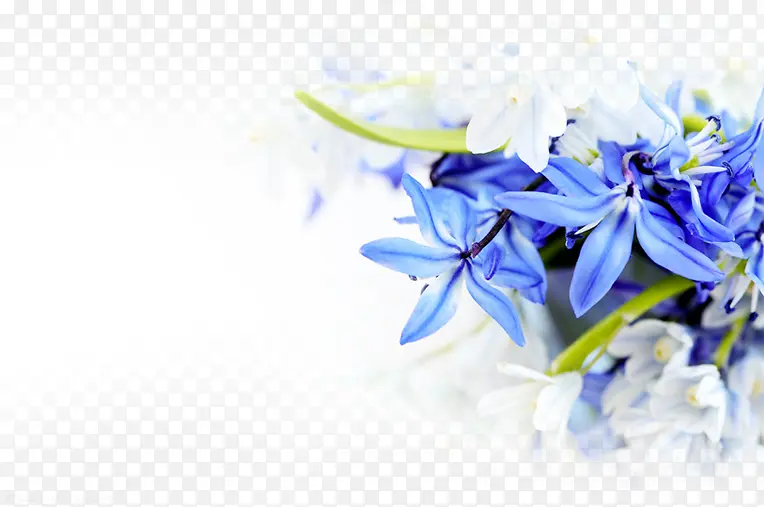 蓝色的花 花元素