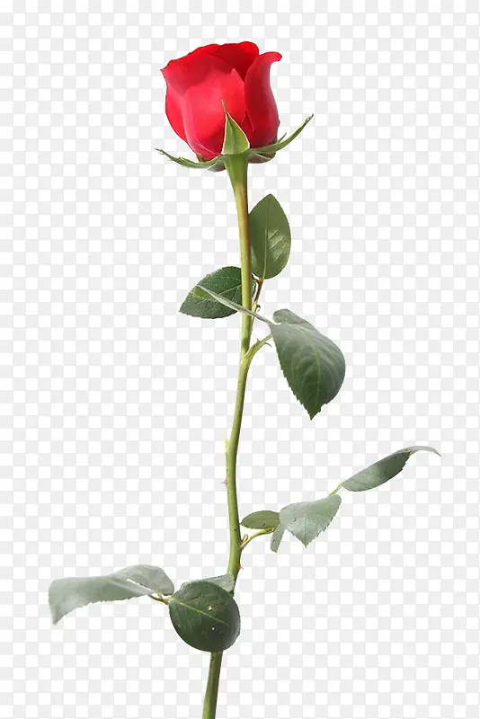 一支带刺的红玫瑰
