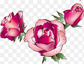 三朵粉红手绘玫瑰