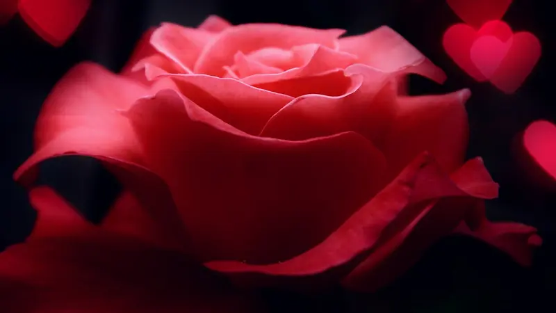 红色玫瑰特写宽屏
