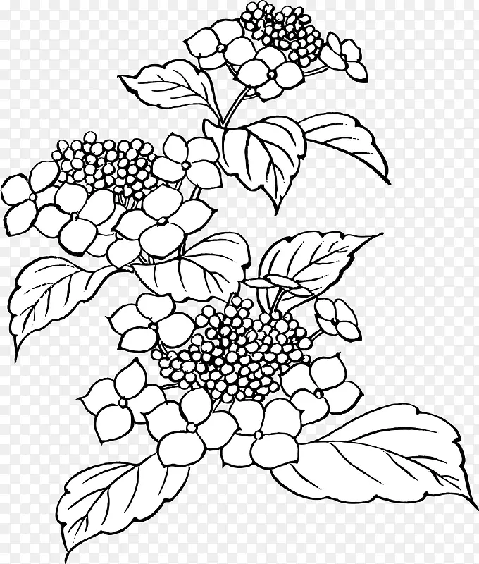 花枝