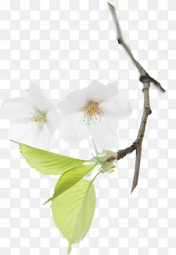 创意高清摄影白色桃花