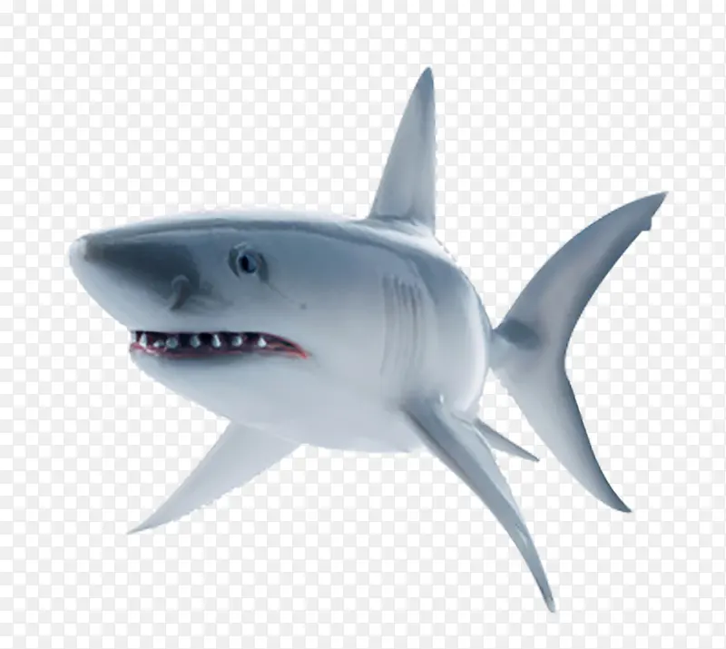 海洋鲨鱼免扣