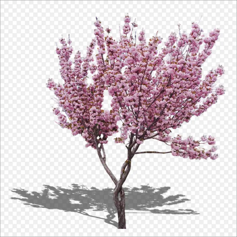 桃花树