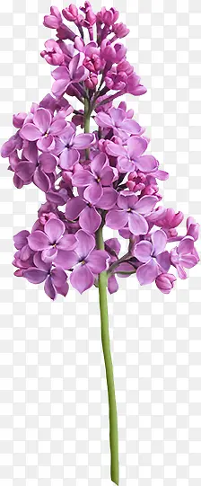 紫花