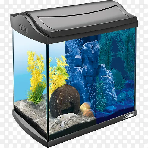 水族馆，装饰，鱼类，水，