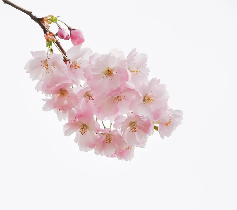 可爱桃花植物图片