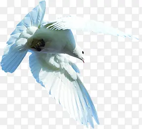 白色和平鸽展翅天空