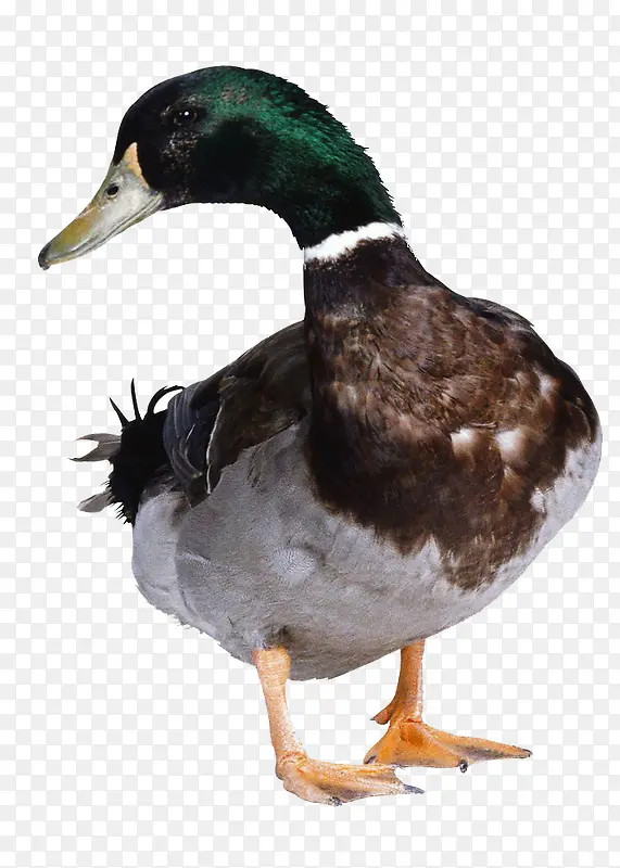 绿色头部的鸭子