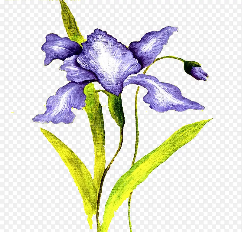 鸢尾花手绘