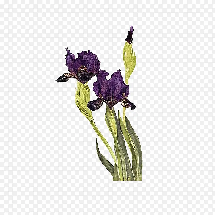 紫尾花