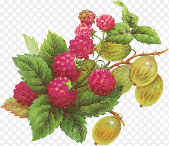 手绘树莓