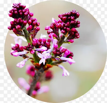 紫色户外果实植物