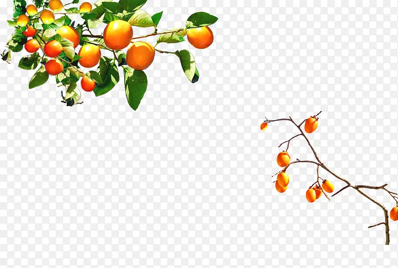 橘子树果实植物手绘