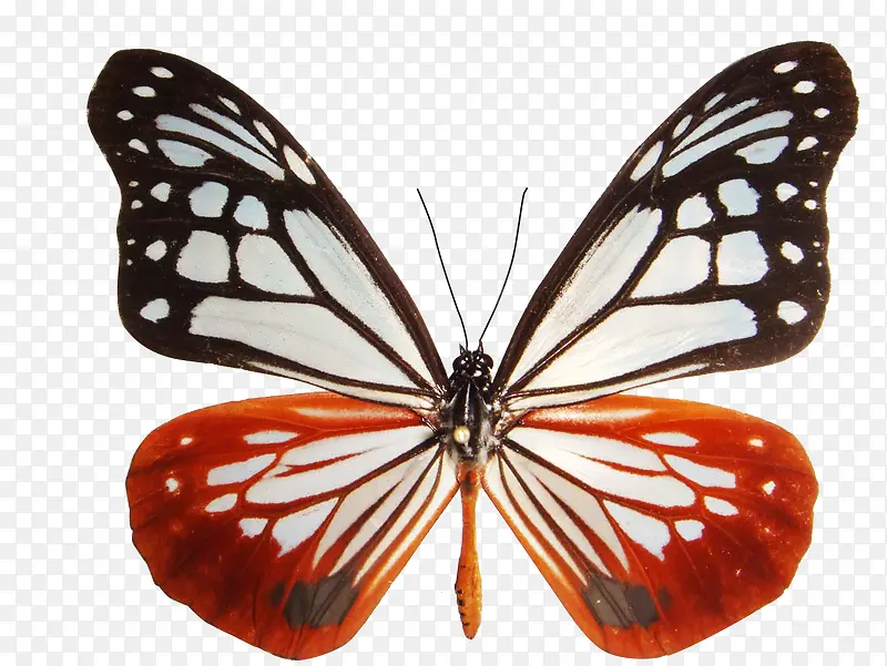 大绢斑蝶