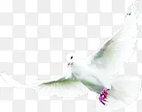 飞翔的白鸽和平鸽