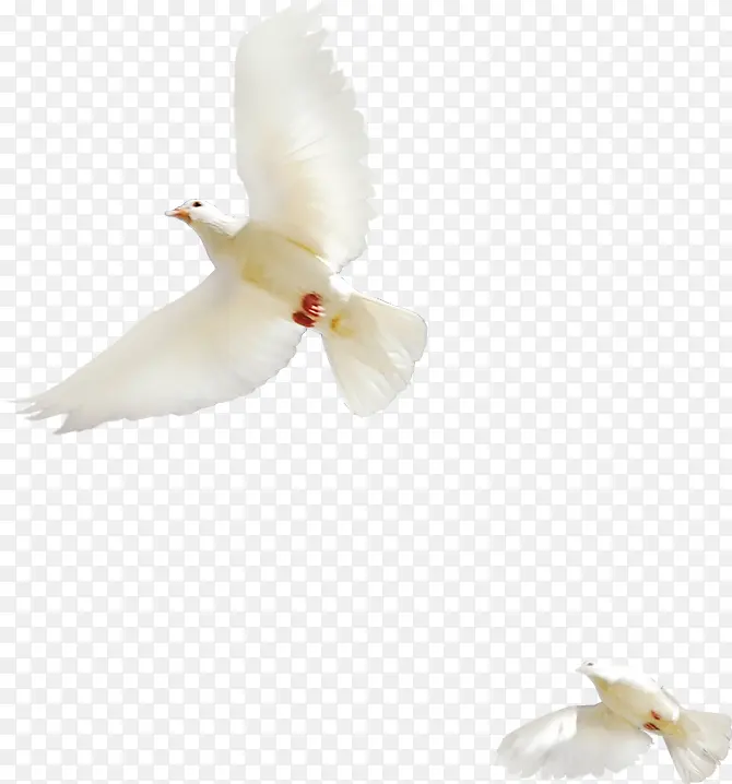 白色飞翔的和平鸽