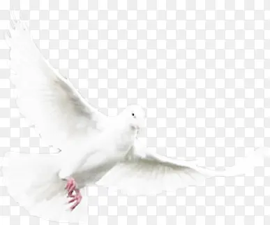白色效果海报飞翔海鸥