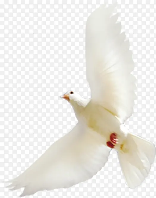 白色白鸽展翅飞翔