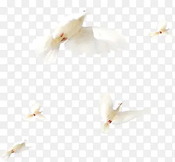 清新春季飞翔的白鸽
