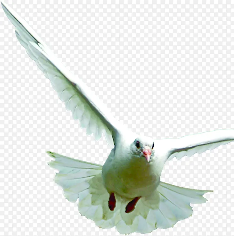 展翅飞翔的和平鸽动物