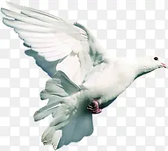 白色飞翔白鸽造型设计