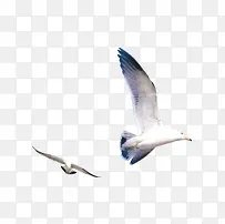 夏日飞翔的海鸥