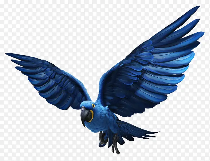 蓝色飞翔的鹦鹉素材