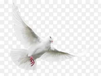 白色春天白鸽飞翔白鸽