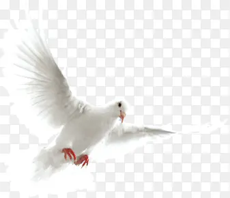 白色和平鸽展翅飞翔