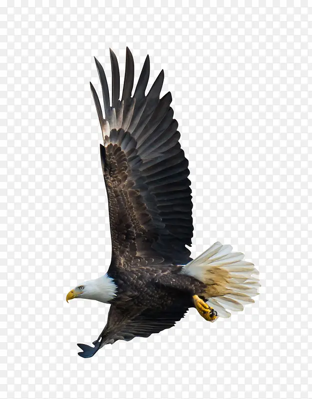 鹰飞翔的鹰褐色翅膀鹰