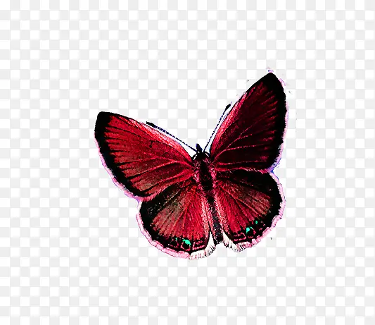 红色魅力蝴蝶