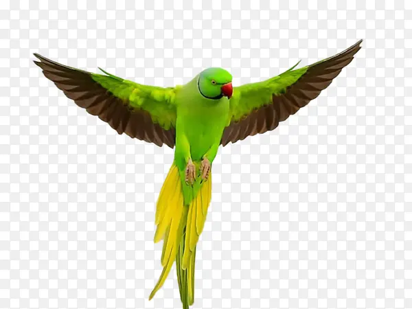 飞翔的绿色鹦鹉
