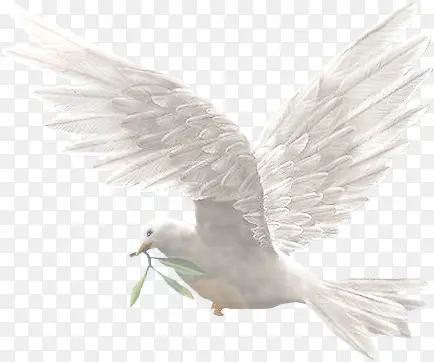 白色和平鸽橄榄枝飞翔