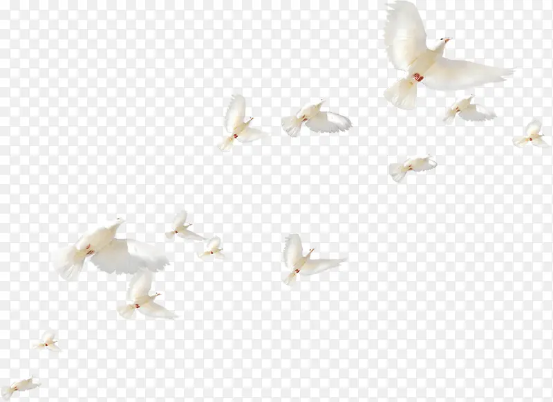 白色白鸽飞翔鸟群