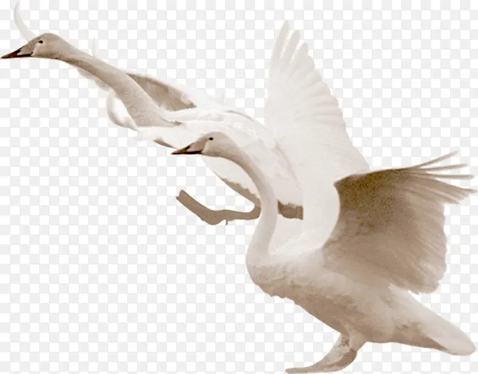 白色飞翔意境飞鸟