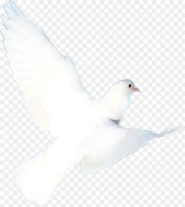 白色卡通飞翔白鸽