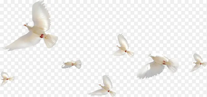 高清白色飞翔和平鸽成群