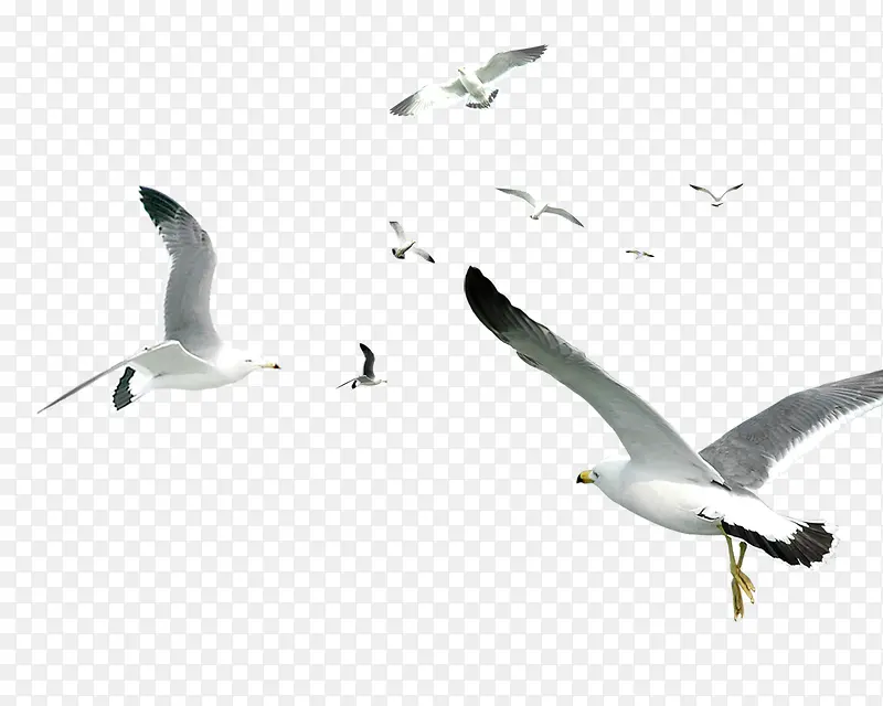 海鸥飞翔图片素材