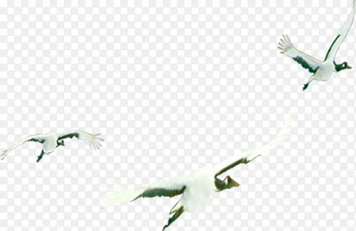 创意摄影飞翔的海燕
