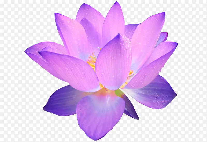 紫蓝色莲花迷人
