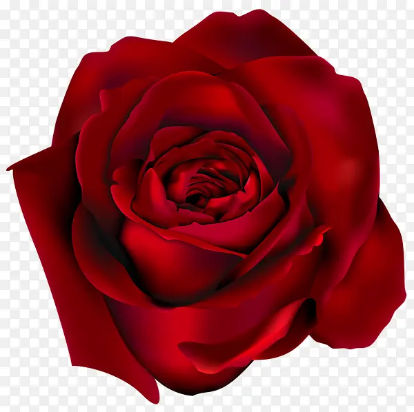 暗红卡通红色玫瑰