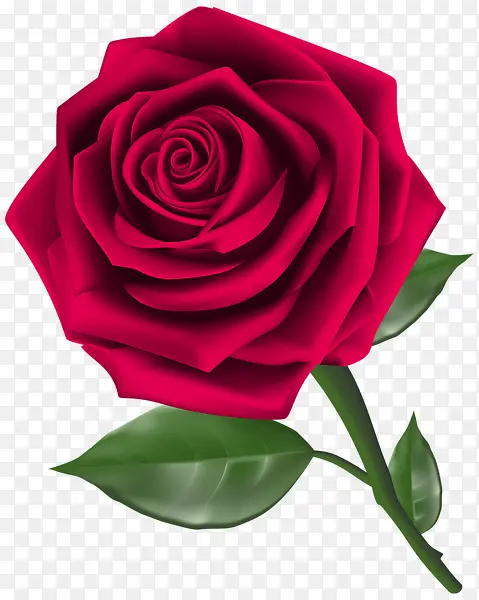 美丽的红色玫瑰迷人
