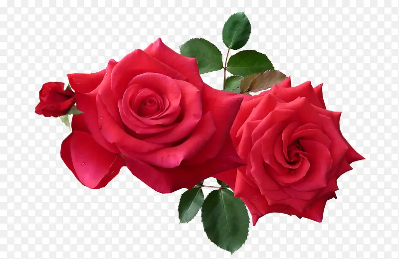 两朵红色玫瑰美丽